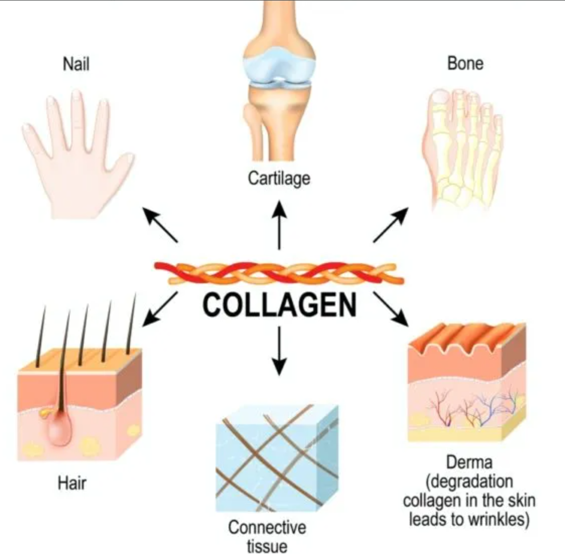 The Benefits of Collagen: A Scientific Guide to Younger Skin and a Healthy Life